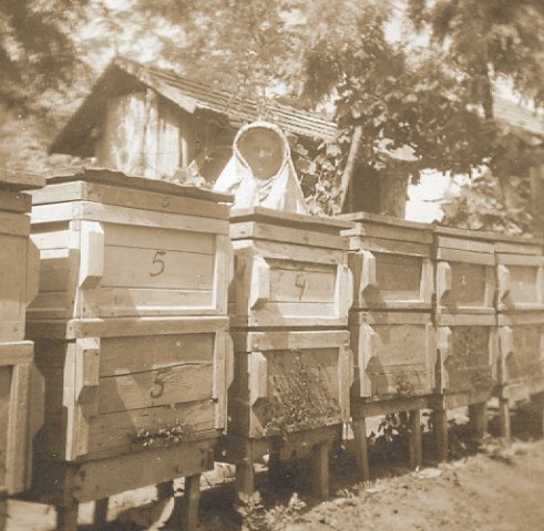Méhcsaládok egy csicsatéri tanyán